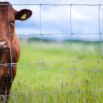 GrassLand Fence
